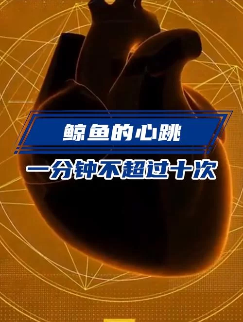 鲸鱼心跳有多慢？一分钟心跳次数令人震惊！