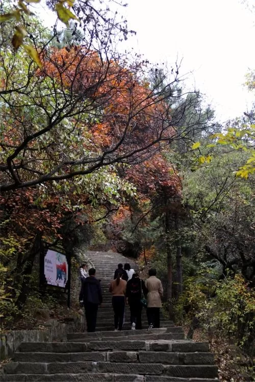 重阳节登高是爬山吗？古人重阳登高包含哪些活动？