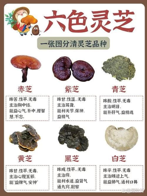灵芝年份和功效有直接关系吗？选购灵芝的实用指南
