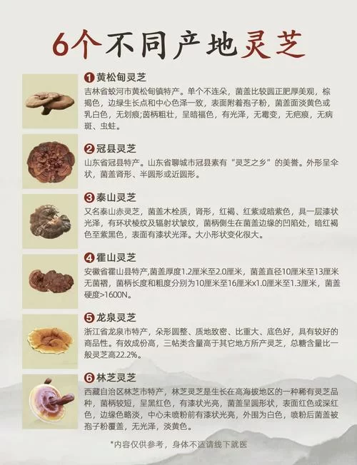 灵芝年份和功效有直接关系吗？选购灵芝的实用指南