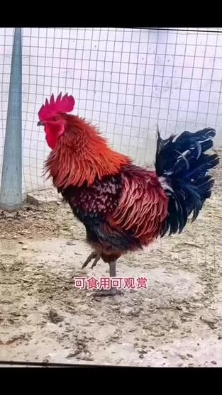 药鸡的药用价值及现代研究：探索药鸡的保健功效