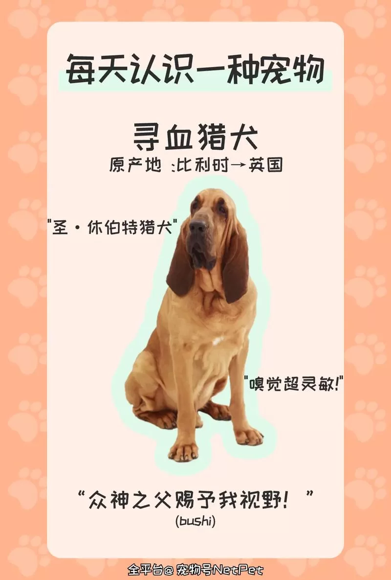 寻找你的猎犬？猎犬论坛助你找到理想伴侣