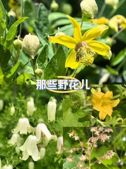 野花论坛最新消息：热门话题与精彩内容抢先看