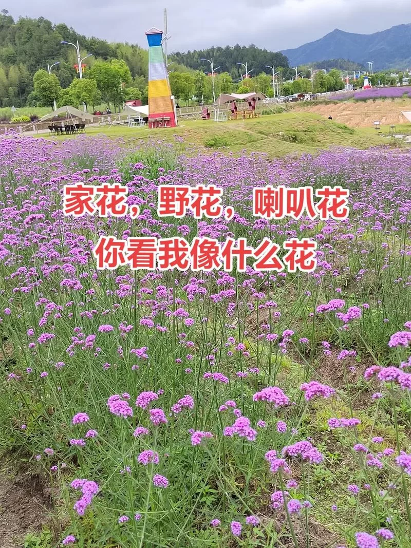 野花论坛最新消息：热门话题与精彩内容抢先看