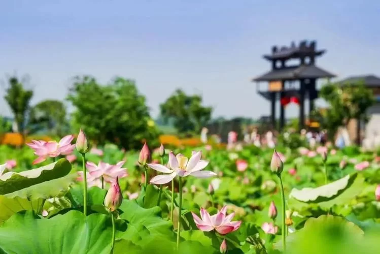 江夏资讯：江夏赏荷采莲季启动，法泗街等你来体验夏日浪漫！
