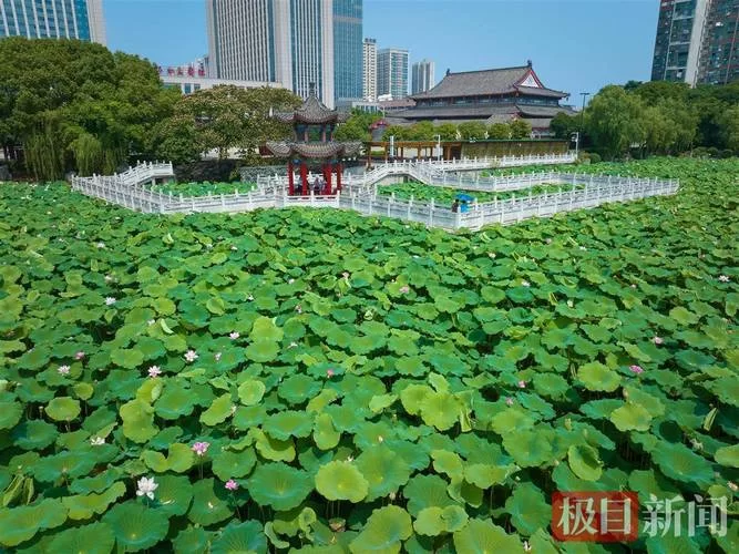 江夏资讯：江夏赏荷采莲季启动，法泗街等你来体验夏日浪漫！