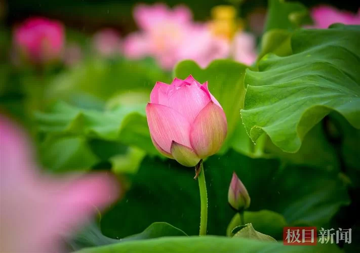 江夏资讯：江夏赏荷采莲季启动，法泗街等你来体验夏日浪漫！