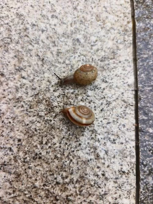 雨后蜗牛爬水泥墙是为啥？原来是为了补钙！