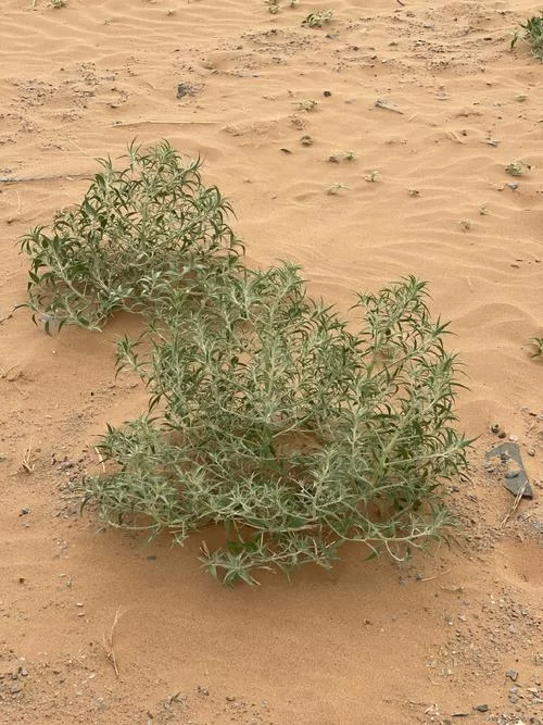 想知道哪种荒漠植物四季常青？进来看看吧！