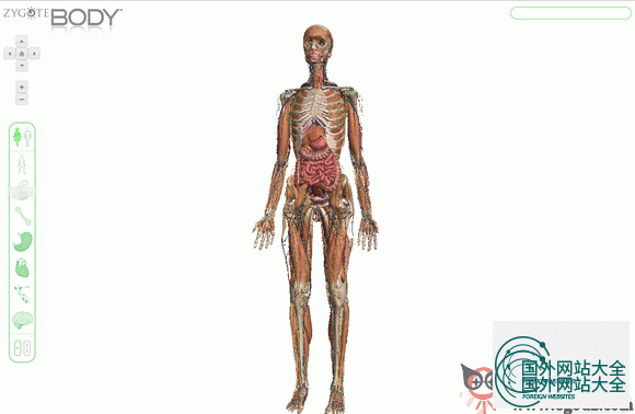 谷歌人体浏览器下载：免费获取3D人体模型浏览器