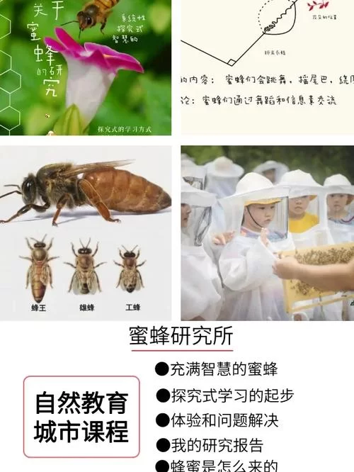蜜蜂网站：幼儿教育领先平台，为孩子提供优质资源