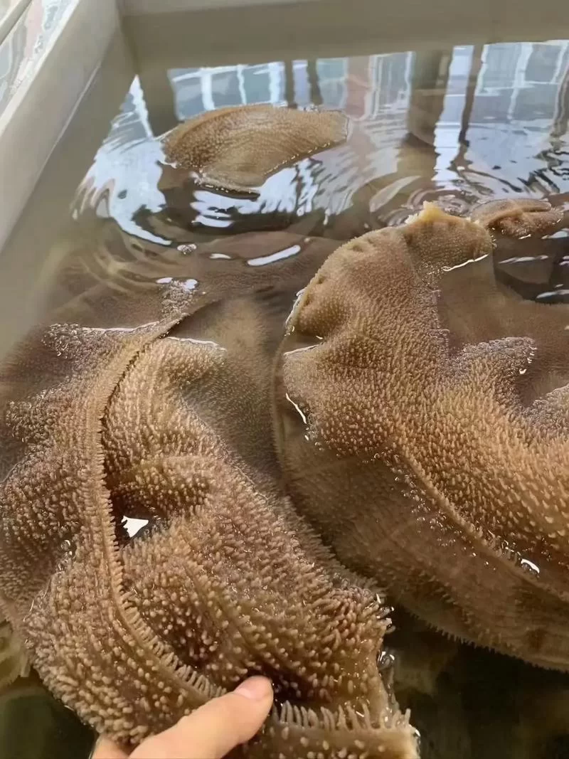 想知道牛百叶是牛身上哪个部位吗？答案就在这里！