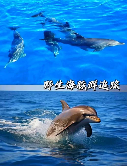 迷幻沙滩攻略：潜水胜地，玩转海岛全攻略