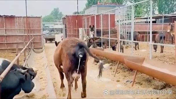 奶牛遇险！看救援人员如何巧妙拯救它