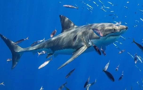 深海鲨鱼捕食：11000米下的猎杀盛宴