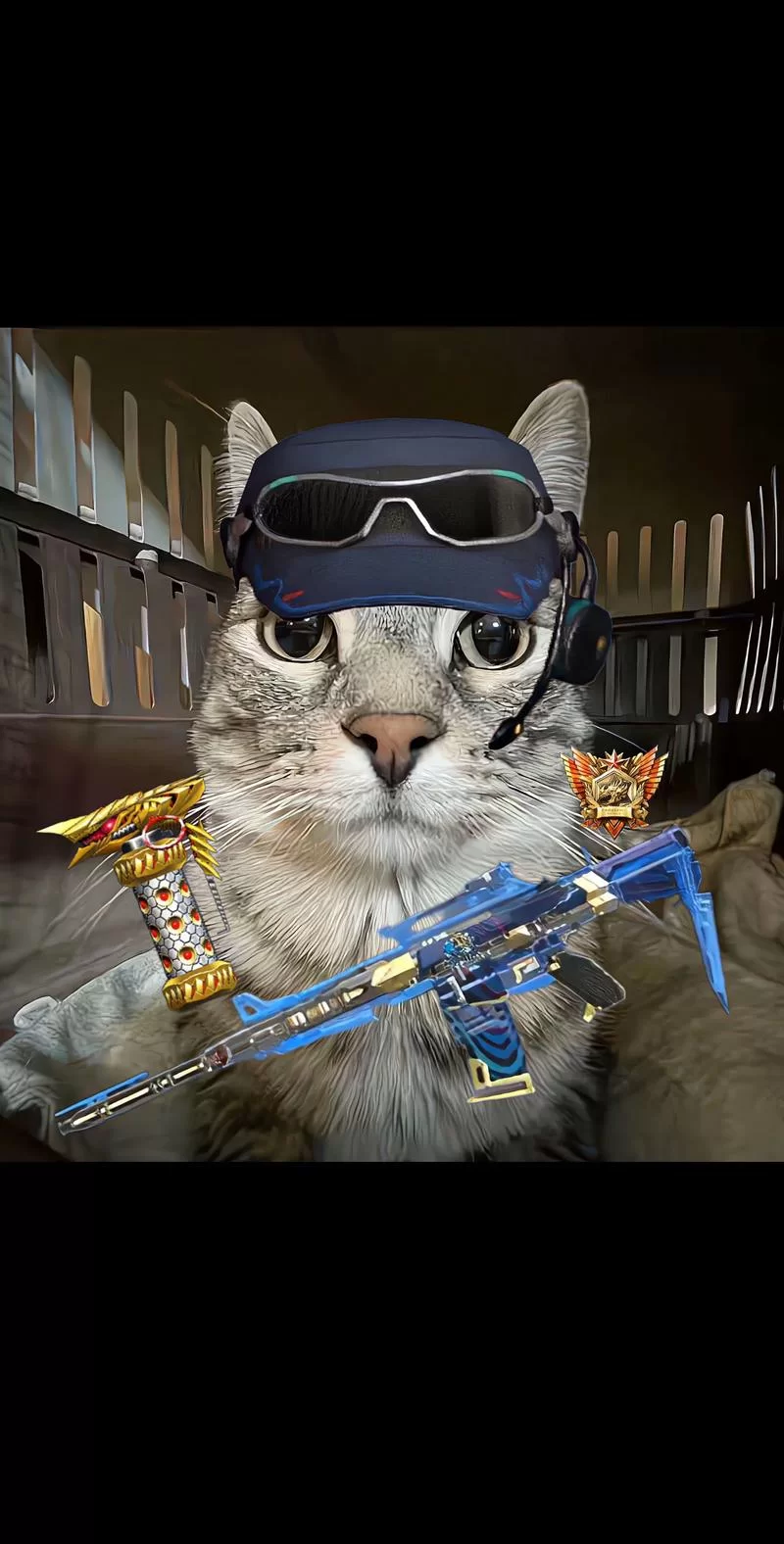 639cf猫咪地域网名入口：超全猫咪个性网名大全