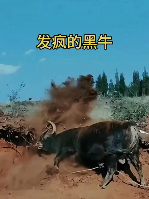 视频曝光：疯牛横冲直撞，伤者送医治疗！