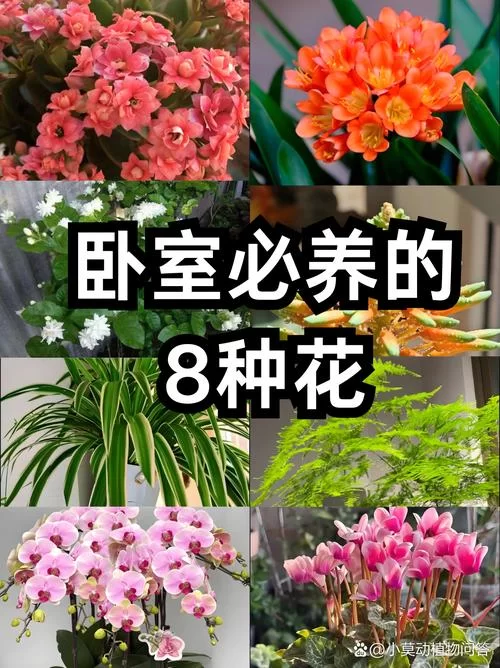 卧室养花需谨慎！哪种植物不适合长期摆放在卧室？
