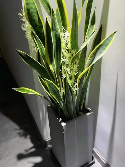 卧室养花需谨慎！哪种植物不适合长期摆放在卧室？