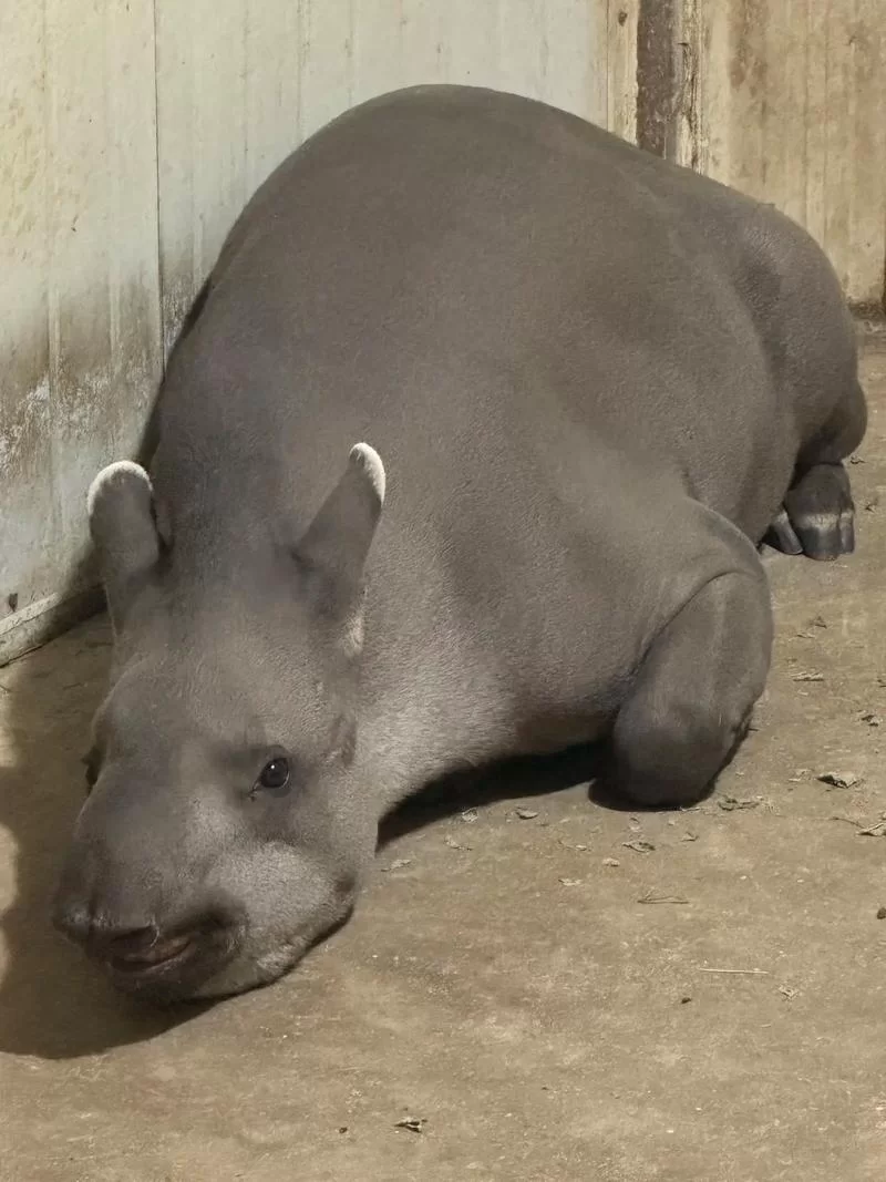 食梦貘亮相动物园，传说中的瑞兽你见过吗？