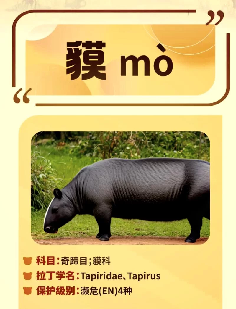 食梦貘亮相动物园，传说中的瑞兽你见过吗？