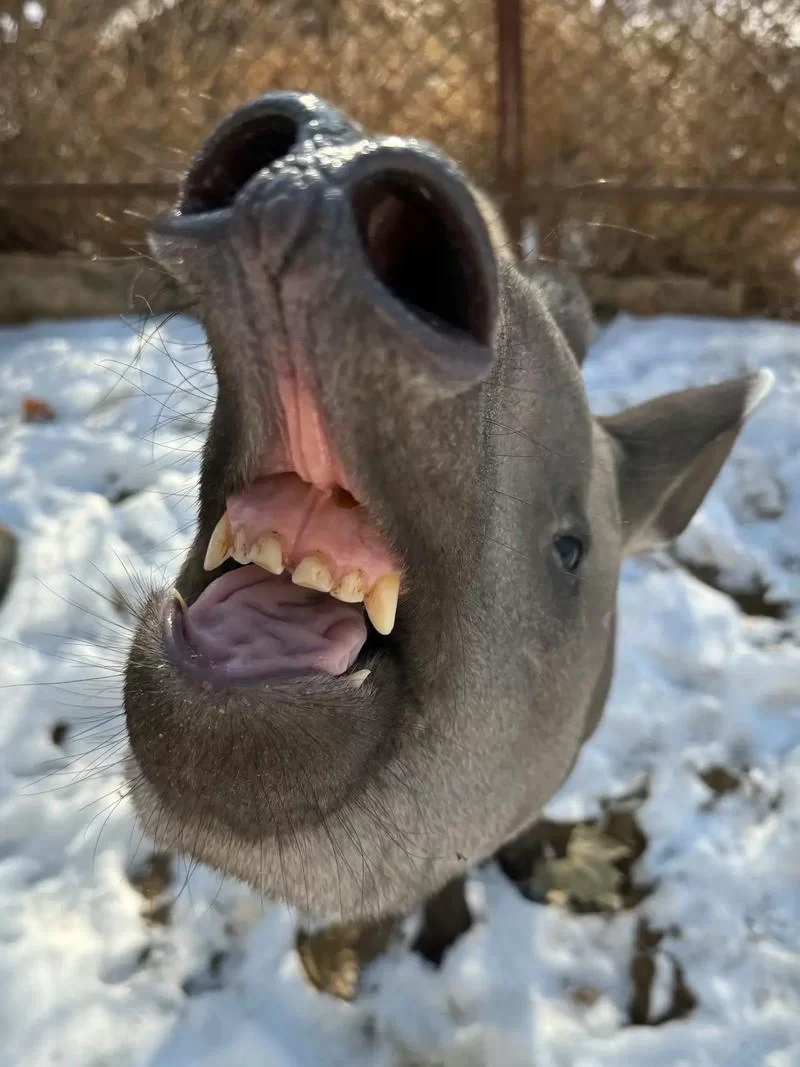 食梦貘亮相动物园，传说中的瑞兽你见过吗？