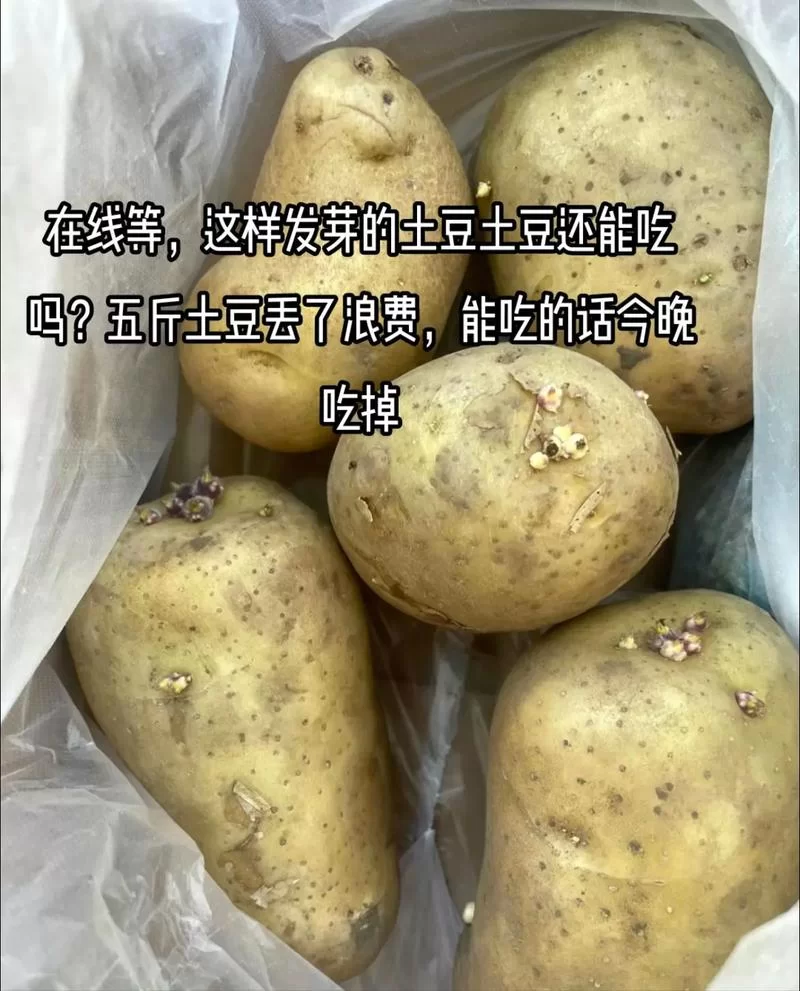 土豆发芽后还能食用吗？蚂蚁庄园正确答案是？