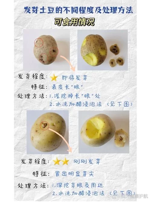 土豆发芽后还能食用吗？蚂蚁庄园正确答案是？