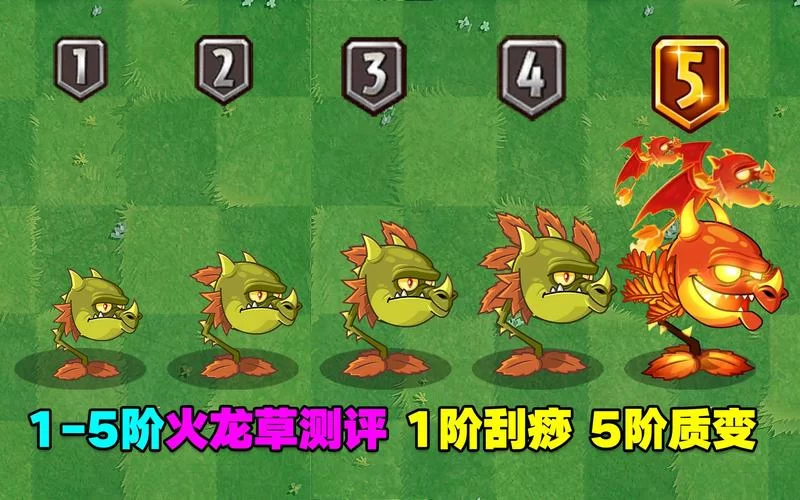 火龙草详解：植物大战僵尸游戏里的火焰神器！