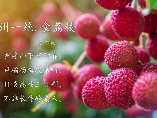 苏轼写荔枝的名句是什么？蚂蚁庄园答案揭晓！