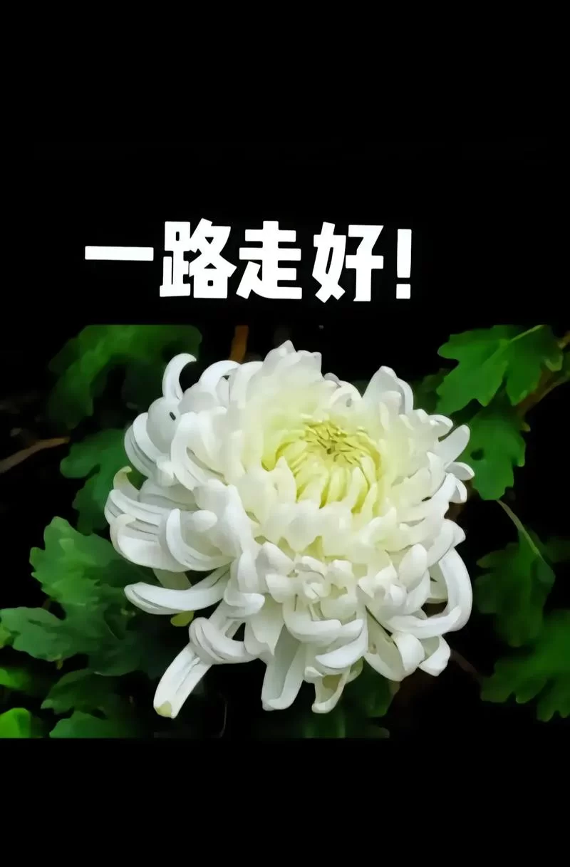 哀悼歌曲精选：表达沉痛心情的音乐作品