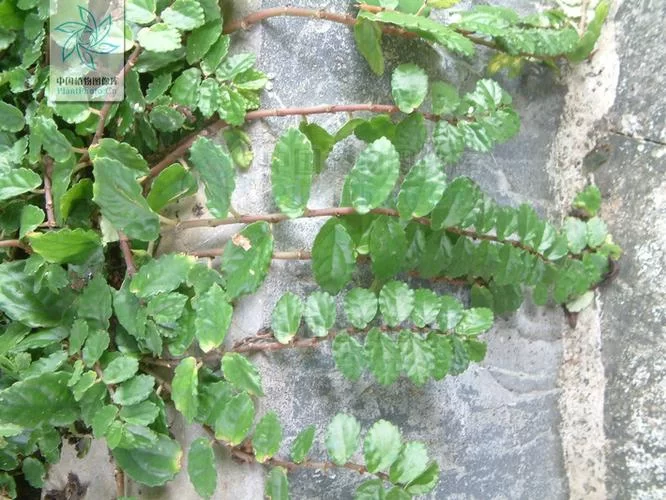 农村奇特野草吐烟花：治失眠良药，嚼两片就犯困