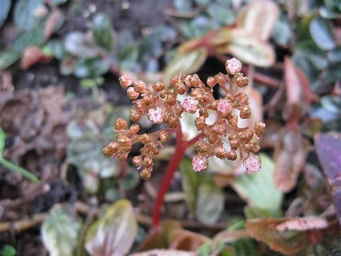 农村奇特野草吐烟花：治失眠良药，嚼两片就犯困