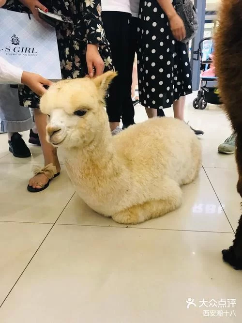 正版四不像手机站入口，看这篇就够了！