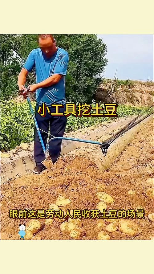西伯利亚挖土豆赚钱吗？听听当地老农怎么说！