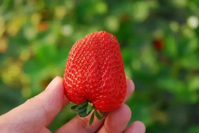 迈开腿让我看看你草莓的照片，网友：尺度有点大！