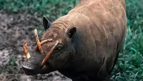 细数黯然销魂的动物，它们的生活令人心酸。