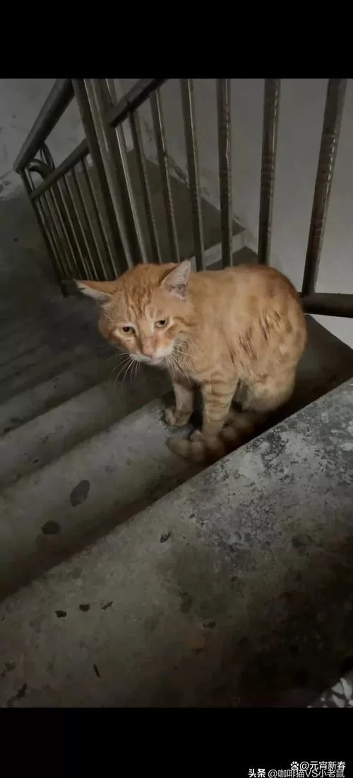 细数黯然销魂的动物，它们的生活令人心酸。