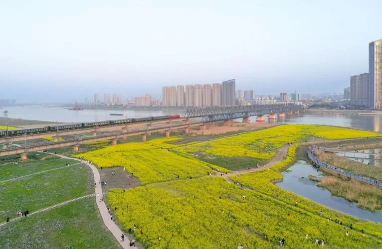 战后重建油菜花海,你去打卡了吗? 战后重建油菜花海,你去打卡了吗?