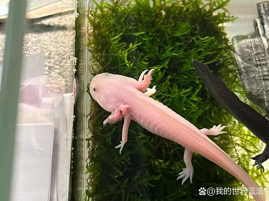 我的世界美西螈怎么繁殖快？试试这些小妙招！