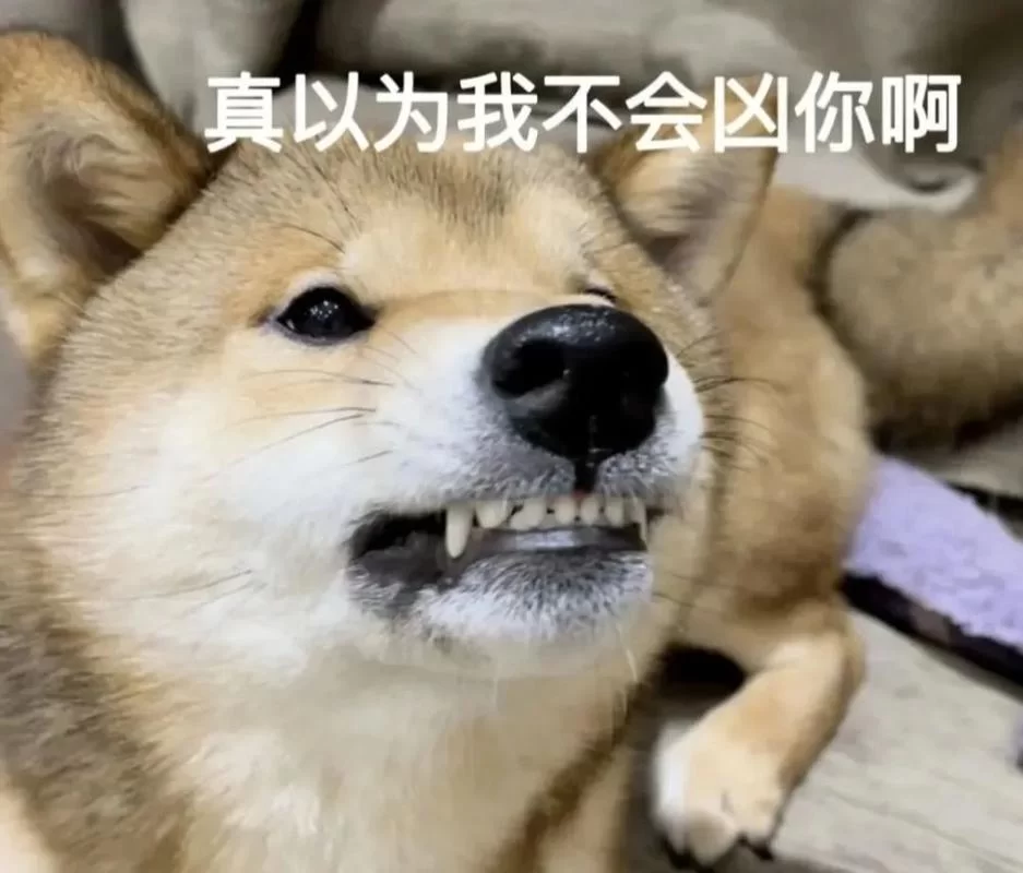 狗表情包哪里找?这几个网站让你一次性存个够! 狗表情包哪里找?这几个网站让你一次性存个够!