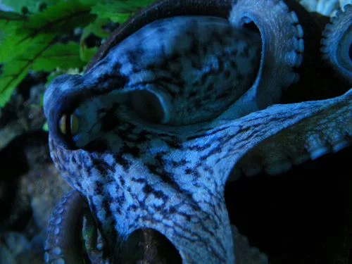 章鱼血液的颜色是蓝色吗？冷知识涨知识了！