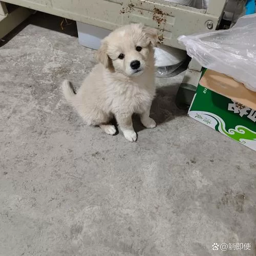 想知道小奶狗是什么意思？看完这篇你就懂了！