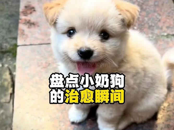 想知道小奶狗是什么意思？看完这篇你就懂了！