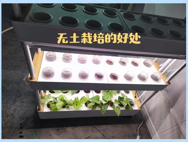 无土栽培好不好？看完这些优点你就知道了！