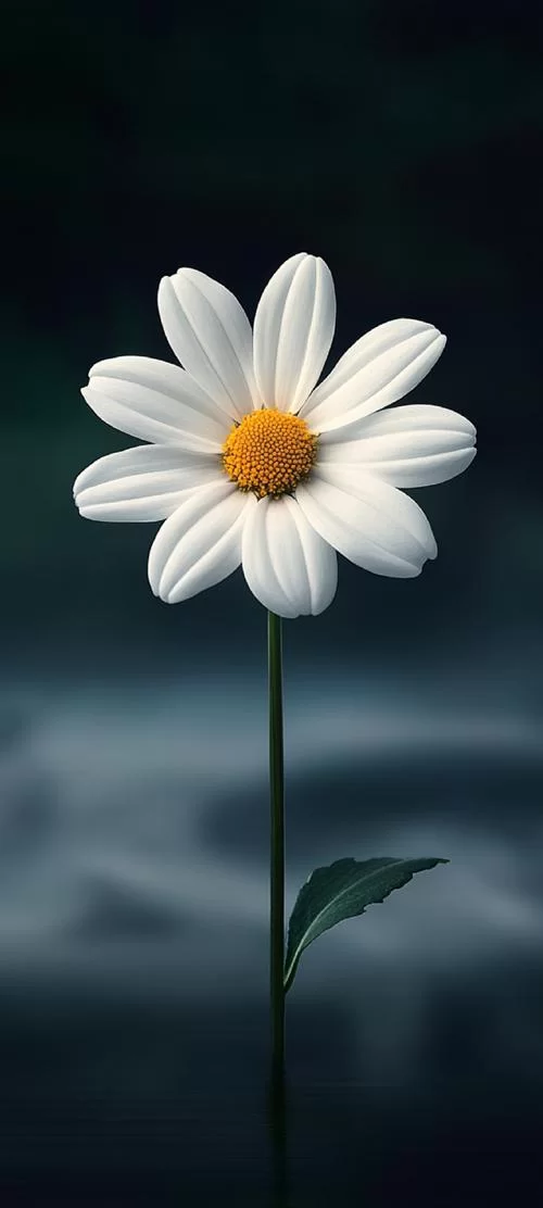 手机壁纸wallpaper推荐，让你的手机桌面焕然一新！