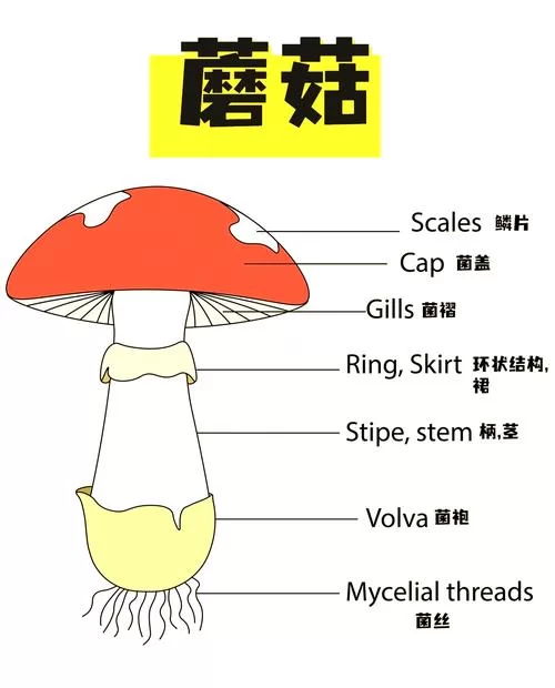 我的世界蘑菇怎么种？新手也能轻松学会的方法！