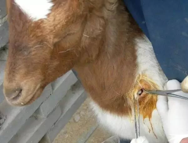 怎么进入羊的哪里？老养殖户手把手教你怎么操作！