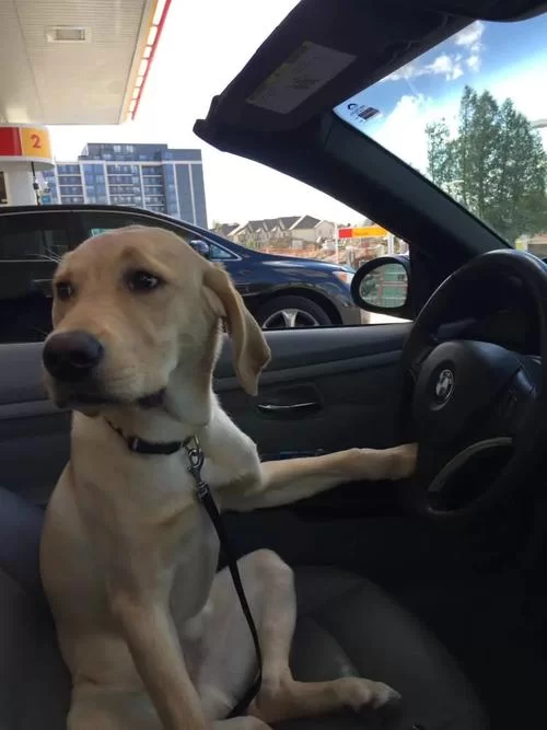 我开着邻居家的toyota追着日落，这感觉绝了！