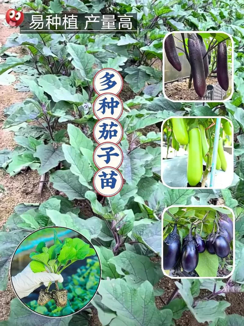 茄子的真名叫什么？原来我们一直都叫错了！